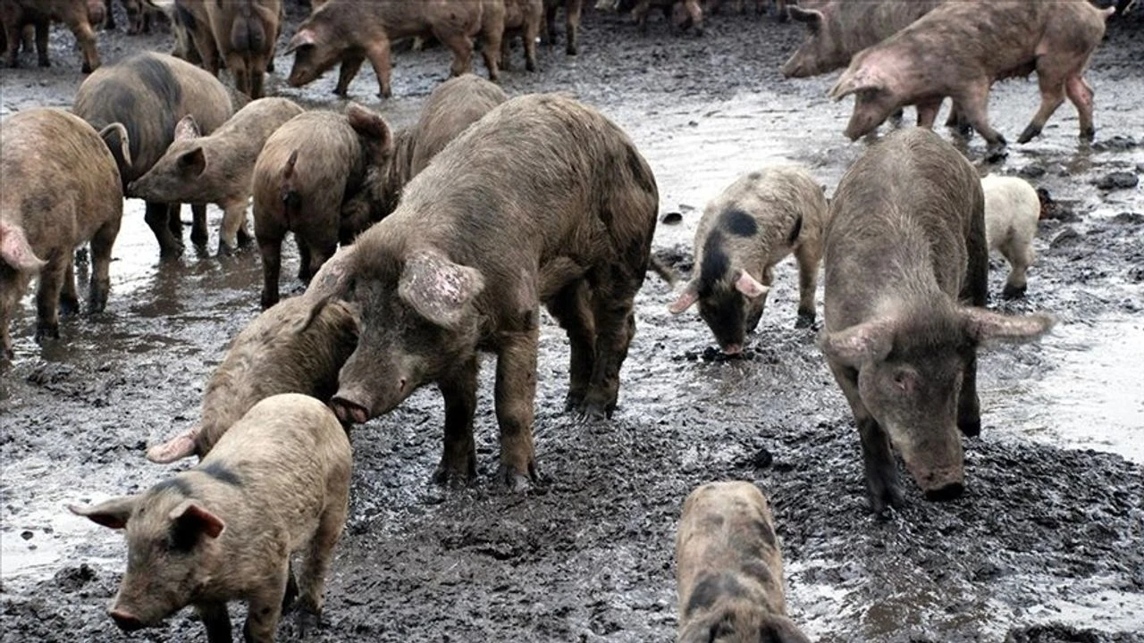 İspanya’daki Afrika domuz vebası salgınına karşı mücadeleye asker de katıldı