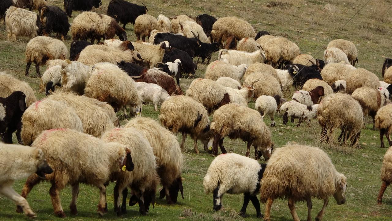 Yunanistan’da son 17 ayda 1985 koyun çiçeği vakası tespit edildi