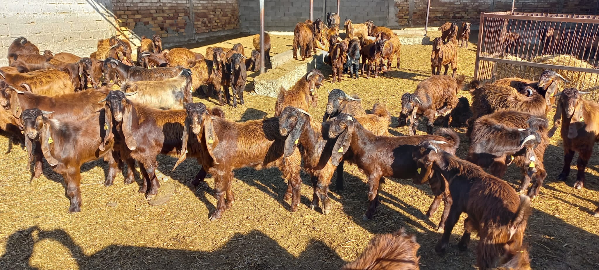 Veteriner Dairesi canlı hayvan satışı yapacak