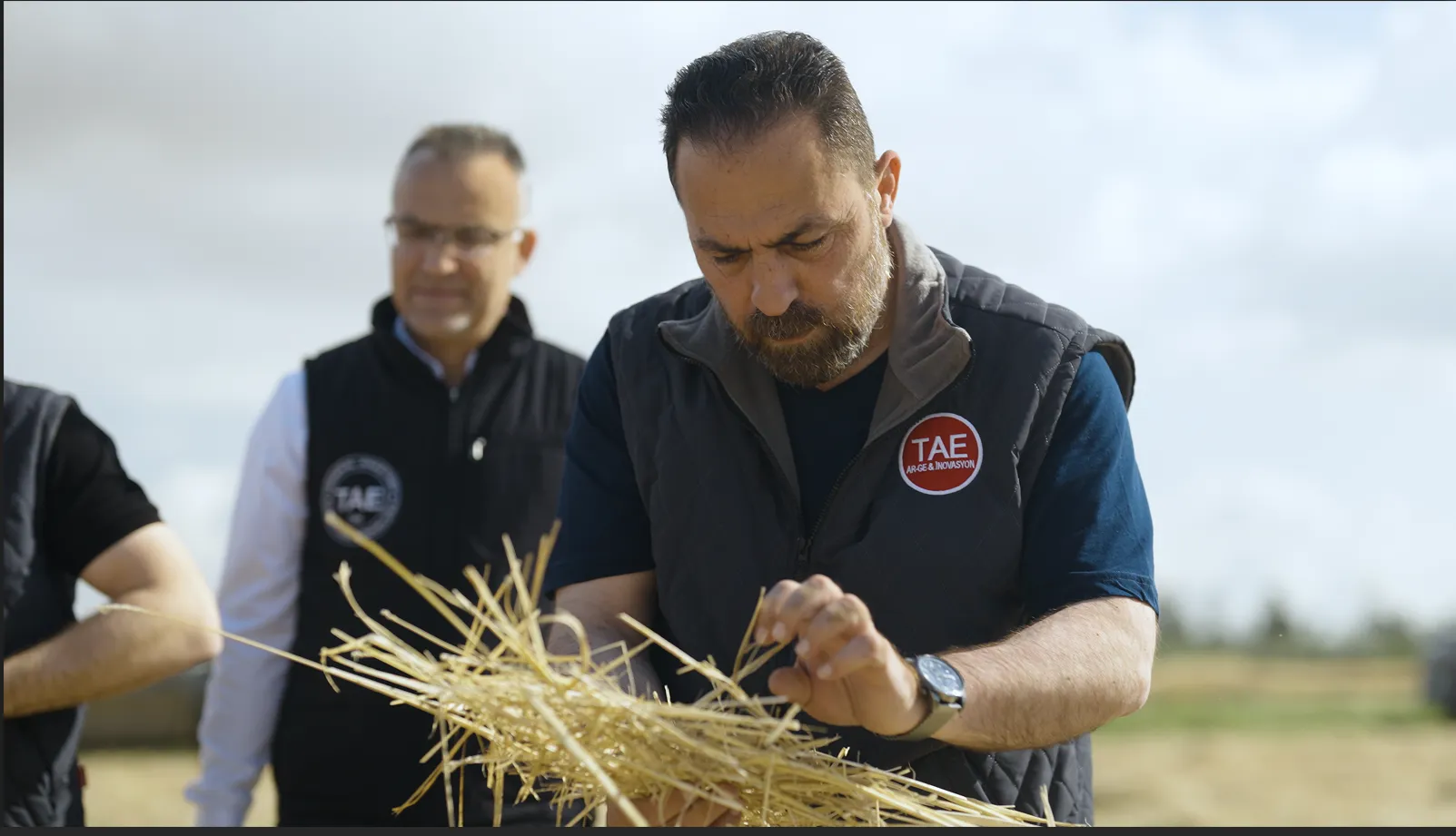 Arpa çeşit adaylarının hasadı yapıldı